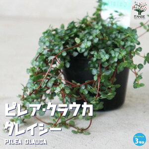 yzsA OCV[ ϗtA 3|bg rOItBXɒu₷TCY 鐫Ŕ悤ɐLт Vo[O[̗tƂĂ炵  [