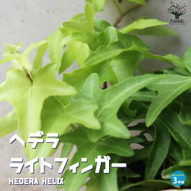 【送料無料】ヘデラ ( アイビー ) ライトフィンガー 観葉植物 3号ポット 小さい葉がかわいい 寄せ植え素材 グランドカバーにオススメ 送料無料 即納