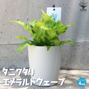 yz^j^GhEF[u ϗtA 4 Jn AXvjE GhEF[u vJ[c PVP  [