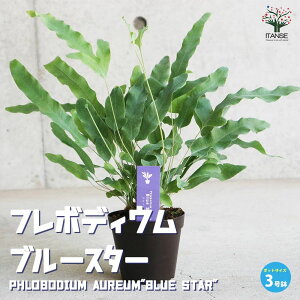 yzt{fBE u[X^[ ϗtA 3|bg rOItBX̑ӌTCY 剤 _CIEE{V rO ItBX  CeA  [