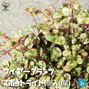 yzC[vc X|bgCg ( t ) ԕc J[[t 3|bg ~[xMA ~[xbLA RvNT ^f قӂ OhJo[ CeA