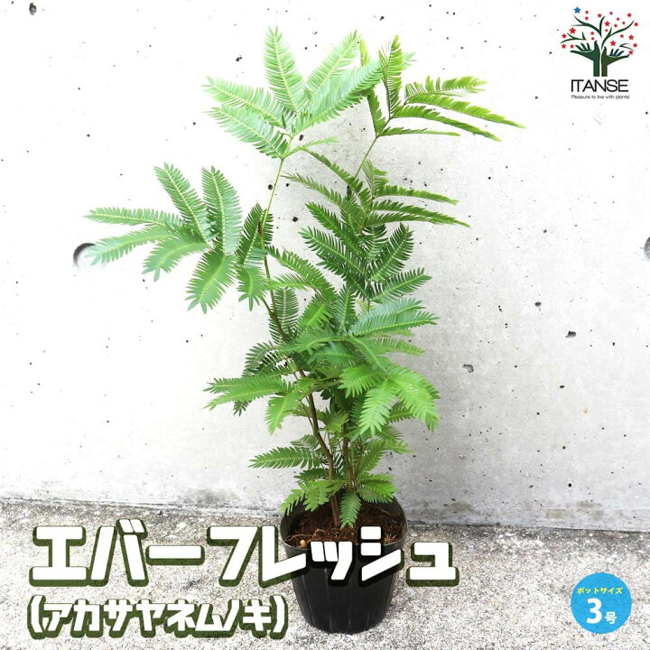 楽天市場】【送料無料】エバーフレッシュ 観葉植物3号ポット リビング 