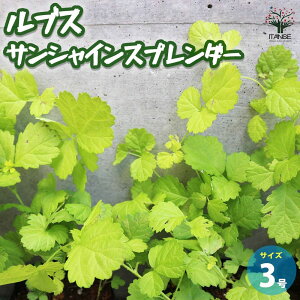 yzuX TVCXv_[ ϗtA 3|bg t iVC`S TVCXv[_[ J[[t 񂹐A A u[P e[ut[ o O