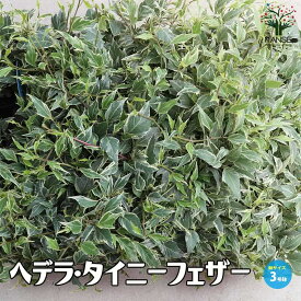 【SS期間★ポイントUP】ヘデラ・タイニーフェザー【観葉植物 3号ポット】斑入り Hedera helix Tiny Feather 観賞用 カラーリーフ グランドカバー グラウンドカバー 蔓性 PVP