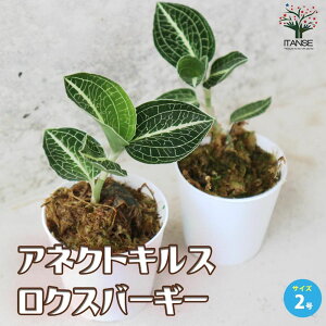 yzAlNgLX NXo[M[ WGI[Lbh  ϗtA 2|bg rOItBXTCY Anoectochilus  [