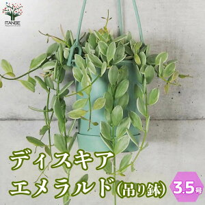 yzfBXLfBA Gh ϗtA 3.5݂蔫 ϗtA fBXLfBA A  Dischidia bengalensis 鐫   [