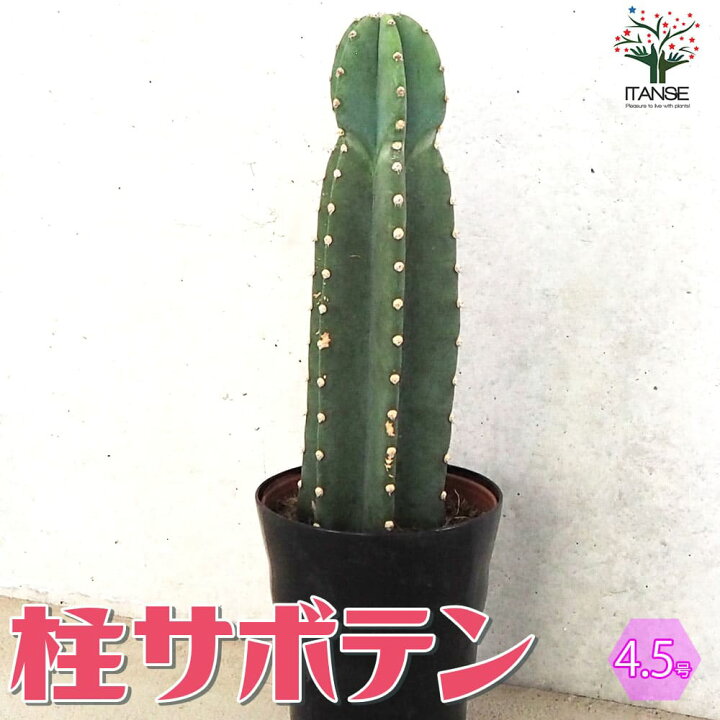 楽天市場】【マラソン☆P5倍】柱サボテン 鬼面閣 ( キメンカク ) 観葉 