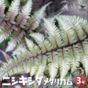 yzjVLV_ ^J ϗtA 3|bg ϗtA jVLV_ їr n Ckr AVE j|jN Athyrium niponicum  [