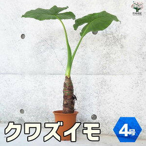 �y�}���\����P5�{�z�N���Y�C�� �ϗt�A�� 4���|�b�g �ϗt�A�� �N���Y�C�� �A���J�V�A �o���� ��� ���N�� �T�g�C�� �n�[�g�^ Giant elephant's Alocasia odora �������� ���[