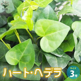 【送料無料】ハートヘデラ【観葉植物 3号ポット】観葉植物 ヘデラ helix カラーリーフ グランドカバー グラウンドカバー 蔓性 ツル性 つる性 矮性 わい性