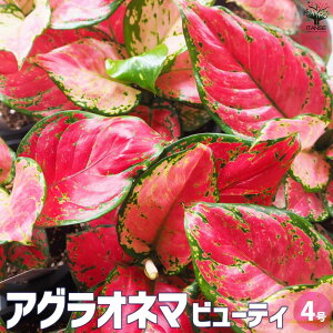 y}\ԁPAbvzAOIl} r[eB ϗtA 4 ϗtA AOIl} Aglaonema ItBX rO    CeA   [