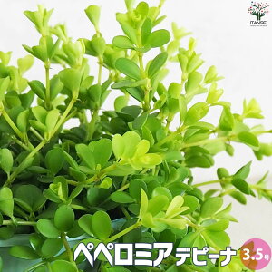 y}\ԁ|Cg5{zyy~A fs[i ϗtA 3.5 ϗtA yy~A ݂蔫 CUx CTx CTx  N c c  [