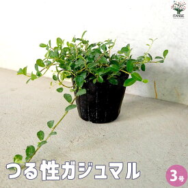 【送料無料】つる性ガジュマル 【観葉植物 3号ポット】観葉 つる性 フィカス シャングリア テリハイヌビワ 多幸の木