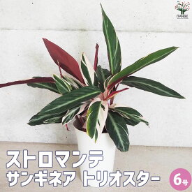 【マラソン中★ポイントUP】ストロマンテ サンギネア トリオスター【観葉植物 6号鉢】観葉 ガーデニング インテリア インテリアグリーン