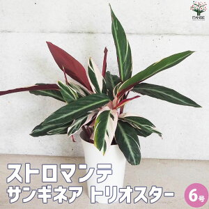 yzXg}e TMlA gIX^[ ϗtA 6 ϗt K[fjO CeA CeAO[  [