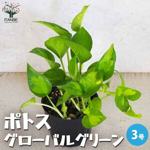 yz|gX O[oO[ ϗtA 3|bg ϗt CeA CeAO[ S[f|gX PVP  [