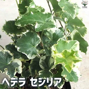 yzϗtA wf ZVA ϗtA 3.5|bg rO ItBX  CeA ^  S Ă₷ K[fjO j j Vzj zj j