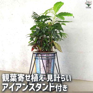 yzϗtAv炢ACAX^ht ϗtA 7 CeAO[  rO ItBX   [