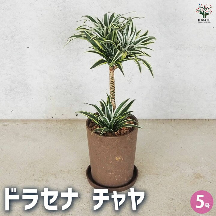 楽天市場】【送料無料】観葉植物 ドラセナ チャヤ 観葉植物 5号鉢 