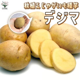 【送料無料】秋植えじゃがいもの種芋 品種：デジマ 野菜種芋 ( 重さは充填時のもの ) じゃがいも ジャガイモ じゃが芋 種芋 種いも たねいも アンデス赤 野菜種芋 デジマ 出島 秋植え馬鈴薯 秋馬鈴薯 ばれいしょ 秋じゃがいも 秋じゃが芋 送料無料 即納
