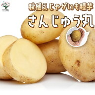 【送料無料】秋植えじゃがいもの種芋 品種：さんじゅう丸 野菜種芋 ( 重さは充填時のもの ) ジャガイモ …