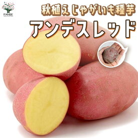 【送料無料】秋植えじゃがいもの種芋 品種：アンデスレッド 野菜種芋 ( 重さは充填時のもの ) ジャガイモ じゃが芋 種芋 種いも たねいも アンデス赤 野菜種芋 アンデス赤 秋植え馬鈴薯 秋馬鈴薯 ばれいしょ 秋じゃがいも 秋じゃが芋 送料無料 即納