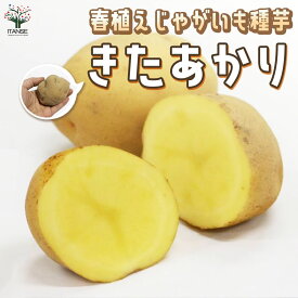 【送料無料】じゃがいもの種芋 品種：キタアカリ 野菜種芋 ( 重さは充填時のものです ) じゃがいも 種ばれいしょ ジャガイモ じゃが芋 種芋 種いも たねいも 馬鈴薯種芋 馬鈴薯 種イモ 春ジャガイモ 春植えじゃがいも 春植え馬鈴薯 送料無料 即納