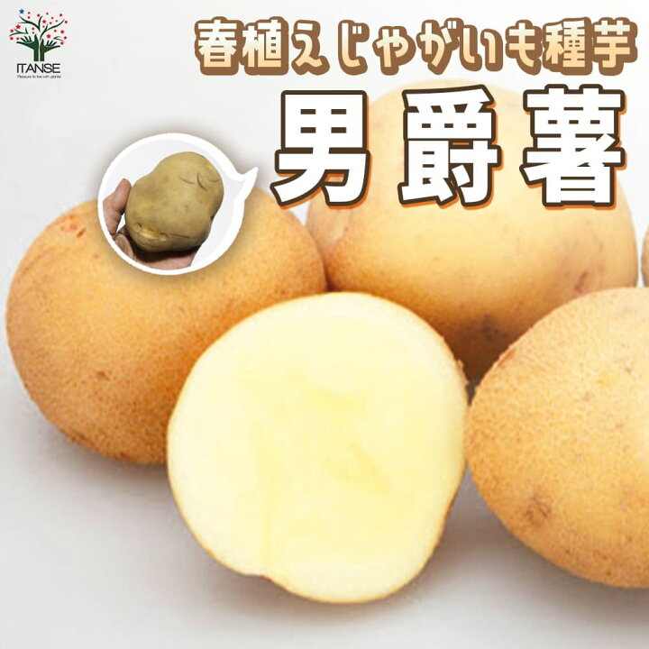 楽天市場】【マラソン期間P5倍】じゃがいもの種芋 品種：男爵 ( だん 