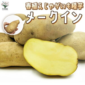 �y���������z���Ⴊ�����̎�� �i��F���[�N�C�� ��؎�� ( �d���͏[�U���̂��̂ł� ) ���Ⴊ���� ��΂ꂢ���� �W���K�C�� ���Ⴊ�� ��� �킢�� ���˂��� �n�鏒��� �n�鏒 ��C�� �t�W