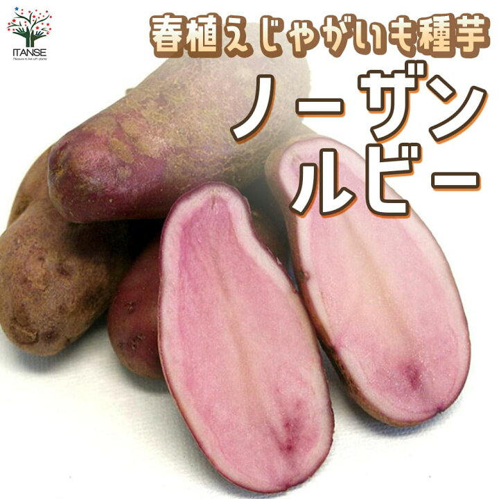 楽天市場】【送料無料】じゃがいもの種芋 品種:ノーザンルビー 野菜 ノーザンルビー L.2L 15kg