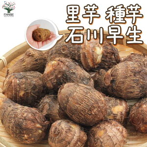 �y�}���\����5��OFF�z�T�g�C���̎�� �i��F�ΐ쑁�� ��؎�� ( �d���͏[�U���̂��̂ł� ) ���Ƃ��� �T�g�C�� ���ƈ� ��� �킢�� ���˂��� ���� �R�C�� �^���C�� �^�C���C�G�c�C�� �c���m�R