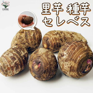 �y�}���\����5��OFF�z�T�g�C���̎�� �i��F�Z���x�X ��؎�� ( �d���͏[�U���̂��̂ł� ) ���Ƃ��� �T�g�C�� ���ƈ� ��� �킢�� ���˂��� ���� �R�C�� �^���C�� �^�C���C�G�c�C�� �c���m�R