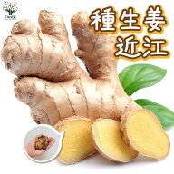 【送料無料】種生姜 品種：近江 ( おうみ ) 野菜の苗 1kg ( 充填時 ) しょうが 生姜 種生姜 種しょうが …