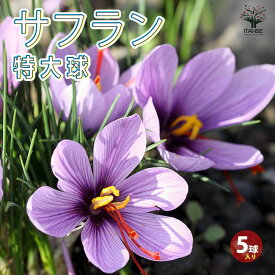 【送料無料】サフラン 特大球 花球根 裸球 ( 球周：約12〜13cm ) お買い得5球セット 番紅花 ( ばんこうか ) サフランクロッカス クロッカス サティウス 送料無料 即納