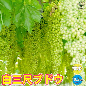ySSԑSi10OFFzOڂԂǂ ʎc 10.5cm|bg}ؕc [Ԃǂ lwXR[ uhEc c ϊ  ƌ Ă₷ ӏܗp S Â _ _ } lC i