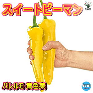 yzt[eB[s[} XC[gp ( F ) ̕c 9cm|bgc ؕc pc pvJc s[}c x_ In lC Â i  [