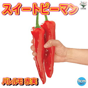 yzt[eB[s[} XC[gp ( Ԏ ) ̕c 9cm|bgc ؕc pc pvJc s[}c x_ In͔| lC Â i  [