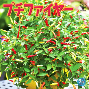 yz|hgEKV v`t@C[ 9cm|bgc xsv n ؕc gEKVc Ƃ炵c hqc 炵 Red pepper x_  [