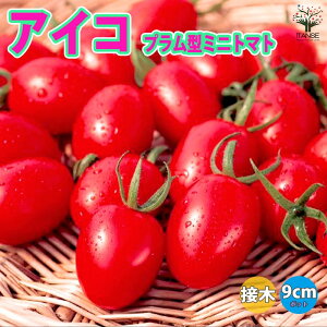 yzACR v^~jg}g ڂؕc  ږؕc9cm|bg lCi ؕc ~jg}gc ݂ɂƂ܂ƕc In͔| ȒP͔| tomato t Ė tA ĐA  [