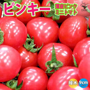 yzsN~jg}g sL[ ڂؕc  ږؕc9cm|bg lCi ؕc ~jg}gc ݂ɂƂ܂ƕc v`g}gc tomato t Ė tA ĐA  [