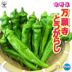 yz莛Ƃ炵 ڂؕc  ږؕc9cm|bg gEKV hq 炵 Red pepper x_ In͔| nEX͔| XRB XRr  ؕc  [
