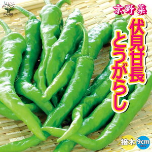 yzÒƂ炵 ڂؕc  ږؕc9cm|bg gEKV hq 炵 Red pepper x_ In͔| nEX͔| XRB XRr    [