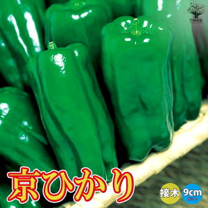 yzЂs[} ( ^ ) ږؕc  ڂؕc9cm|bg s[}c ҁ[܂c ؕc In͔| x_؉ t Ė pvJ green pepper  [