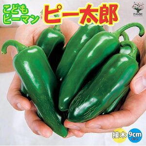 yzǂs[} ( s[Y ) ږؕc  ڂؕc9cm|bg s[}c ҁ[܂c ؕc In͔| x_؉ t Ė pvJ green pepper  [