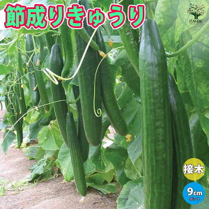 yzߐ肫イF1 ڂؕc  ږؕc9cm|bg lCi ؕc LEc イc ӉZ In͔| nEX͔| Cucumbers t Ė tA ĐA  [