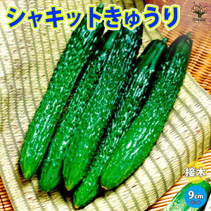 yzVLbgイ ڂؕc  ږؕc9cm|bg lCi ؕc LEc イc ӉZ In͔| nEX͔| Cucumbers t Ė tA ĐA  [