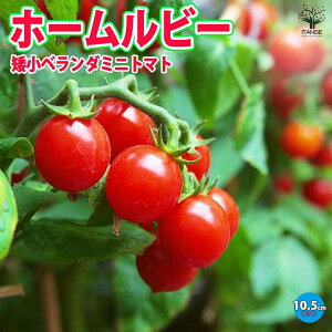 yz␫x_~jg}g ( z[r[ )  c10.5cm|bg ؕc ~jg}gc Ƃ܂ƕc v`g}gc nEX͔| In͔| tomato t Ė tA ĐA 