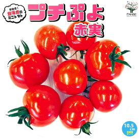 【マラソン★P5倍】プチぷよ2 赤実 新食感！薄皮ミニトマト 10.5cmポット自根苗 野菜苗 ミニトマト苗 みにとまと苗 プチトマト苗 ベランダ 露地栽培 tomato 春植え 夏植え 春野菜 夏野菜 PVP 送料無料 即納