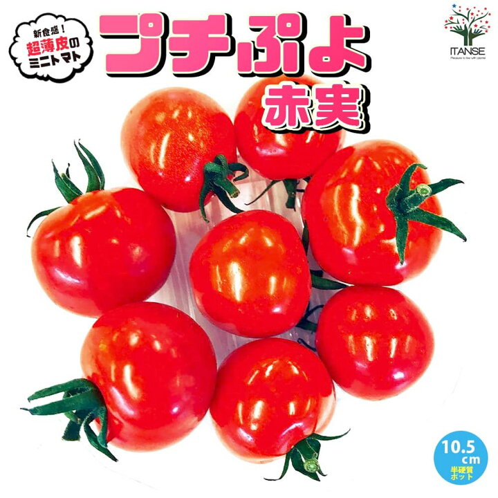 楽天市場】【ポイント5倍☆マラソン期間】プチぷよ2 赤実 新食感！薄皮 