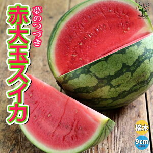 yzԑʃXCJ ( i:̂Â ) ڂؕc  ږؕc9cm|bg XCJc c Zc Â  x lCi ʎc t[c nEX͔| In͔|  